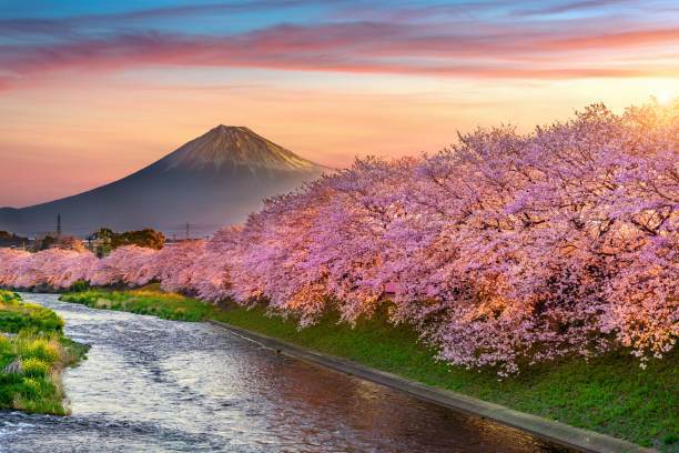 Sakura Landscape