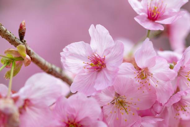Sakura Flower