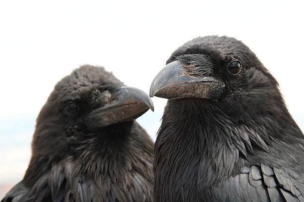 Hugin And Munin