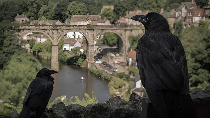 Hugin & Munin: Secrets of Odin's Wise Ravens