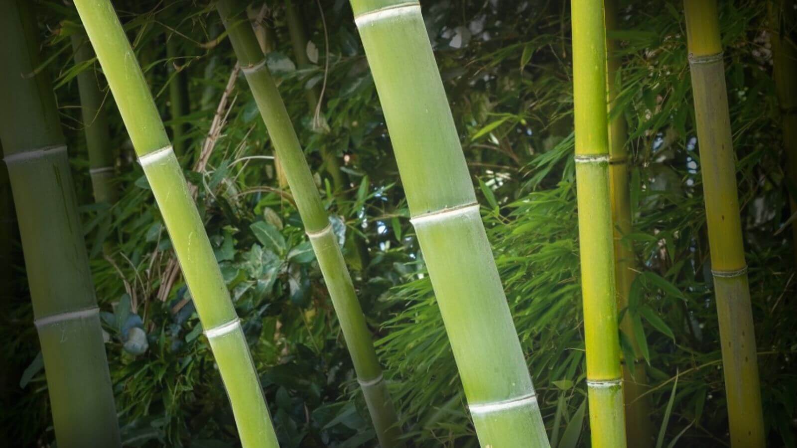 Choosing the Right Cutting Target