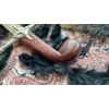 scimitar shamshir wood pommel
