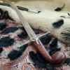 windlass scimitar shamshir